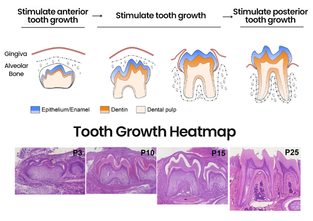 GermanyL™ NanoHAP Tooth Defense Serum (Buy 1 Get 1 Free)